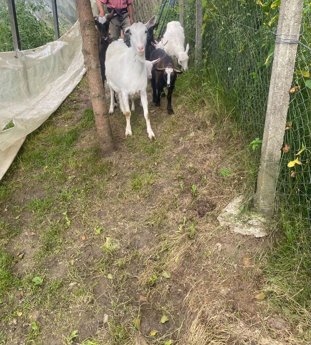 Vând capre cu iezii