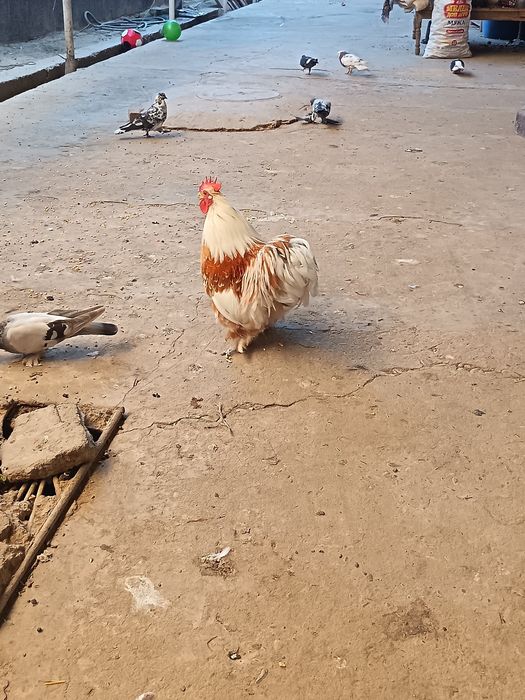 Choyne xoroz sotladi