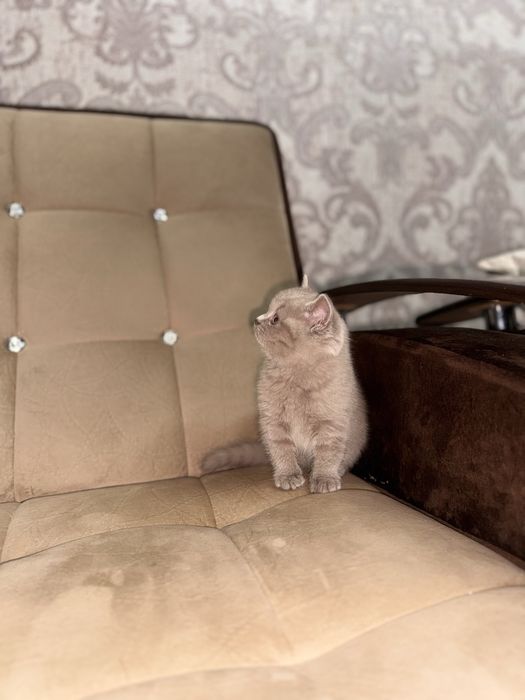 Девочка скоттиш-страйт, правильная вязка, голубой цвет