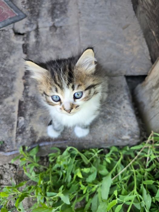Котята в хорошие руки