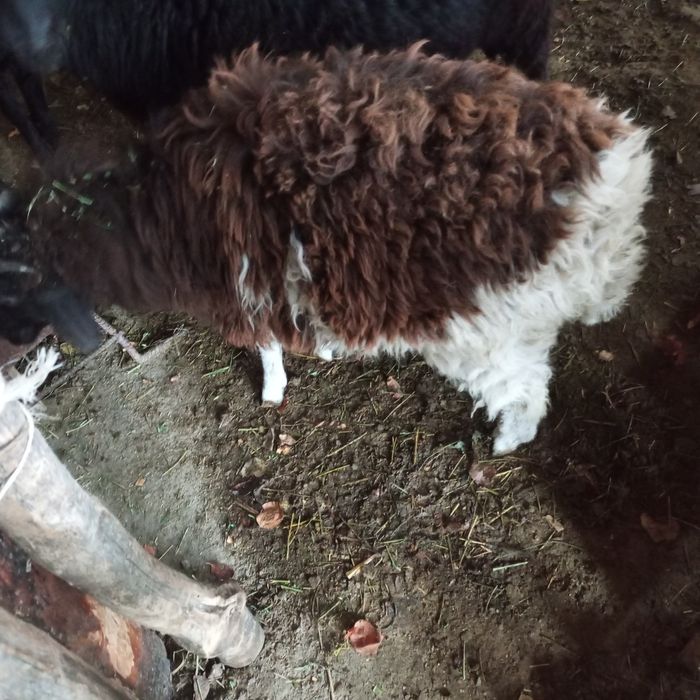 Bugʻoʻz moda qazoqi  barralar sotiladi