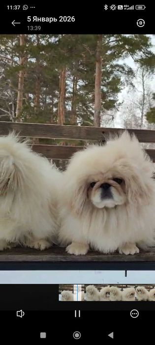 Продам пекинеса мальчика