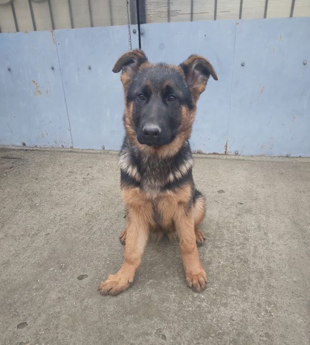 Pui ciobănesc german