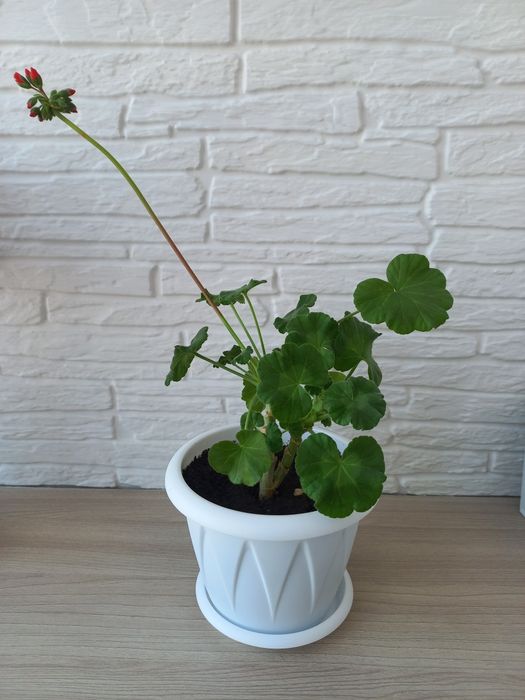 Продам пеларгонию