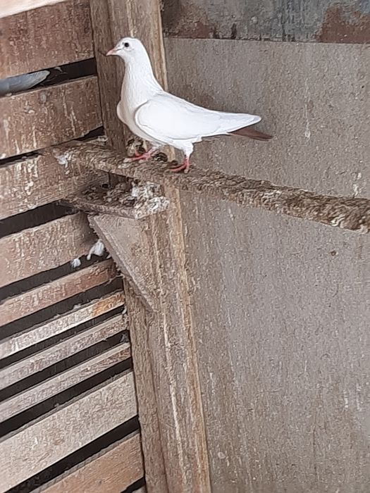 Голубка       Голубка