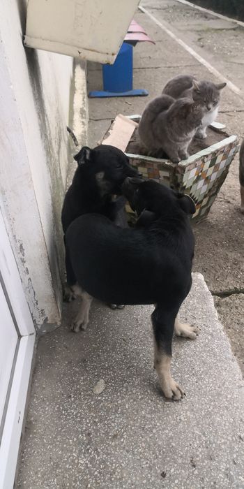 Donez  6 căței ,4 femele,2 masculi,varsta 3 luni