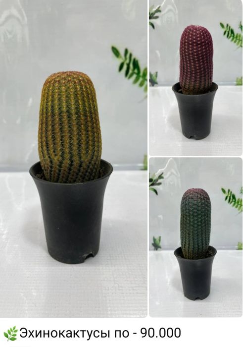 Кактусы, Криптантус, Хавортия  и др