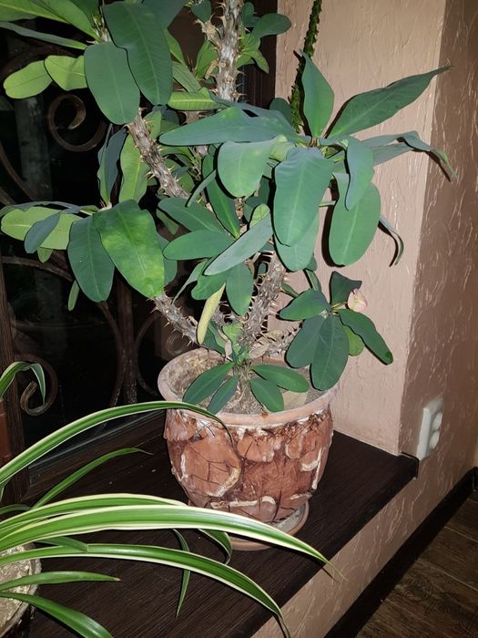 Комнатные. Растения