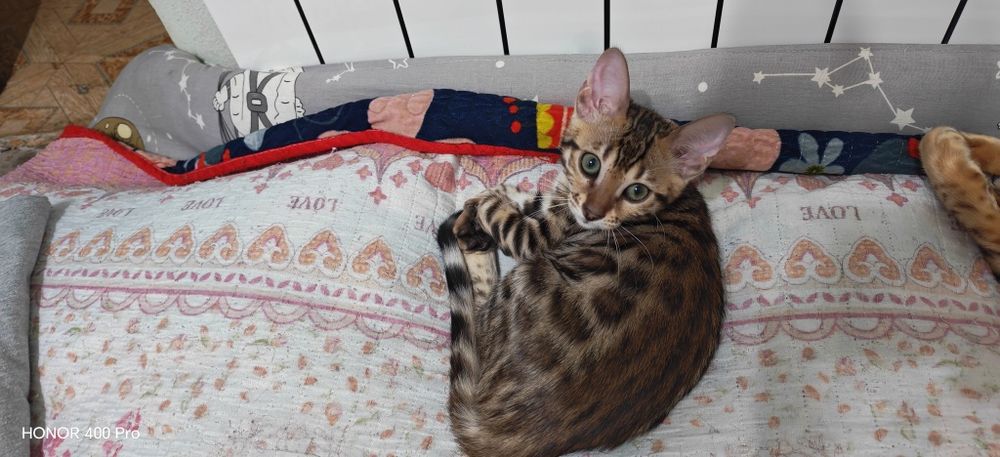 Бенгальский котенок,девочка