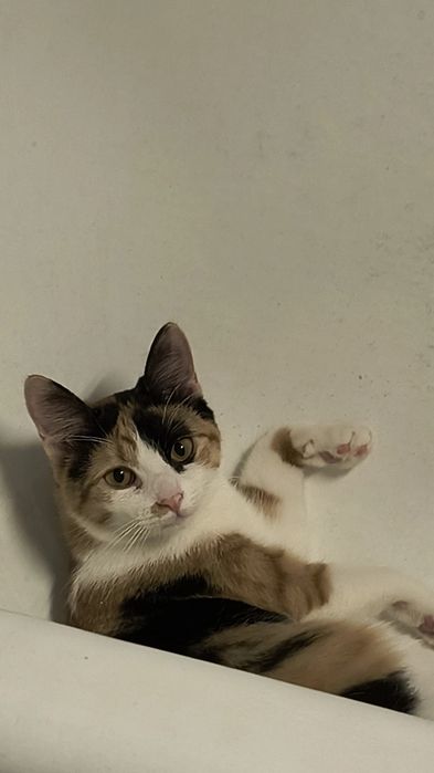 Pisica Calico 1 an sterilizata