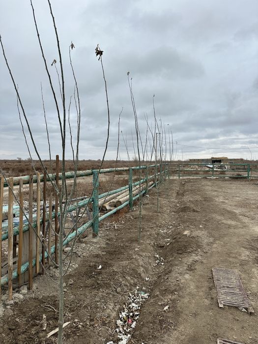 Фазенда сатылады Талсуатта