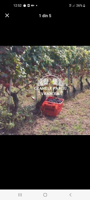 Vând struguri de vin toate soiurile cu transport la domiciliu clientul