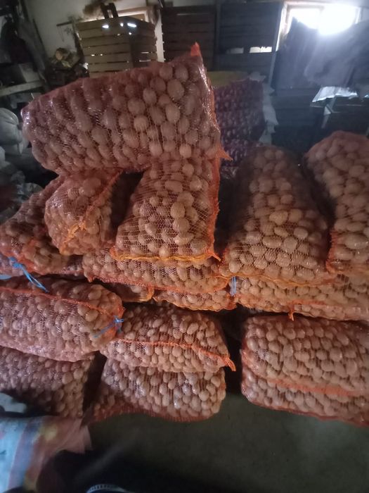 Cartofi de sămânță