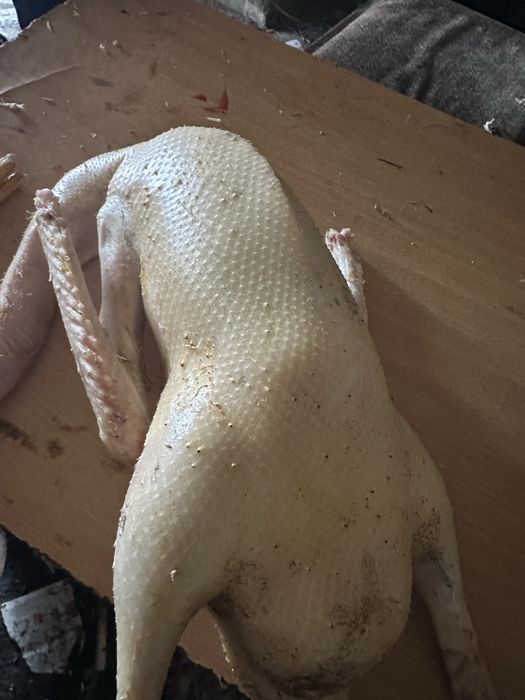 Животные гуси домашнии