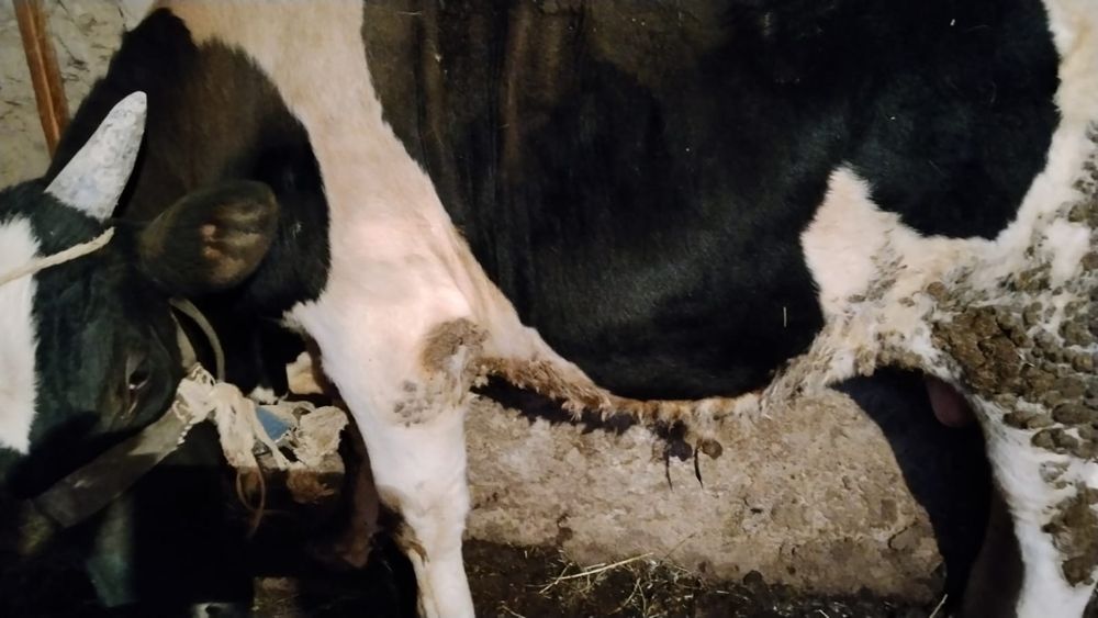 Бұқа (бык) 1 жасар сатылады