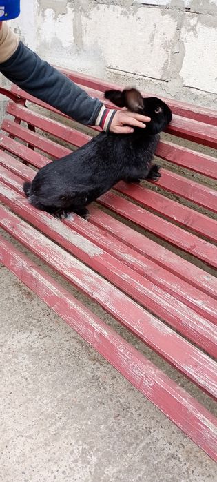 Vând mascul cap de berbec German negru