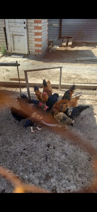 Ауылдық порно гламур