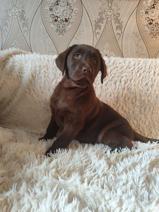 Лабрадор ретривер мальчик