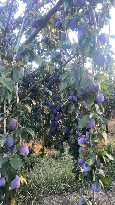 Vand Prune de tuica aflate in Sat Hintesti , Jud. Arges