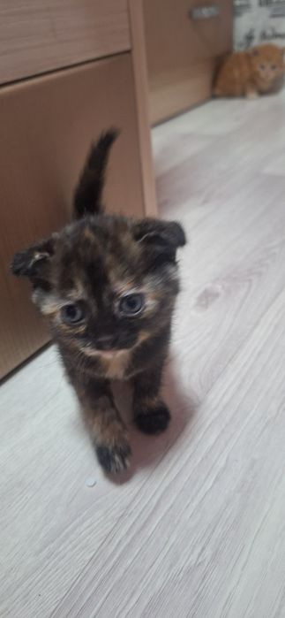 отдам котят в добрые руки!
