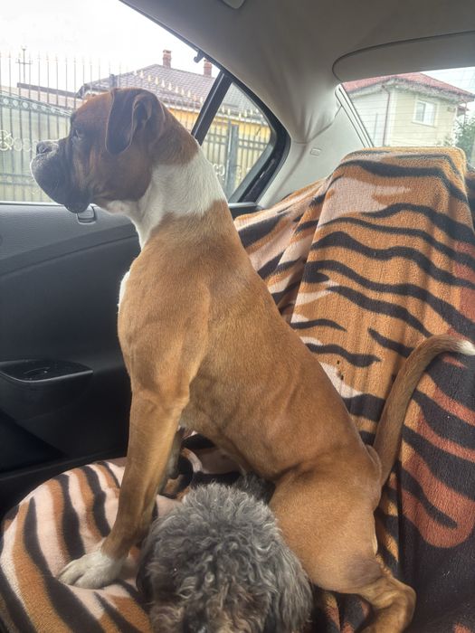 Spre adopție puiuți de boxer jucăuși !!!