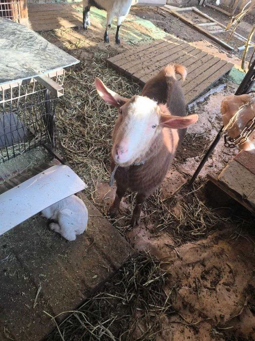 Аренда козла посуточно