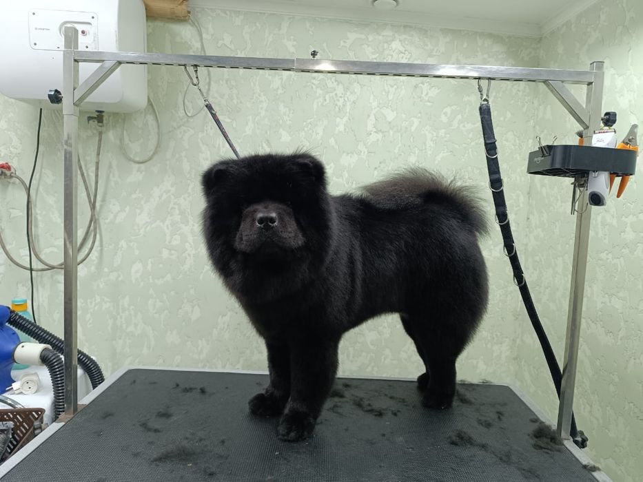 Отдам чау-чау бесплатно