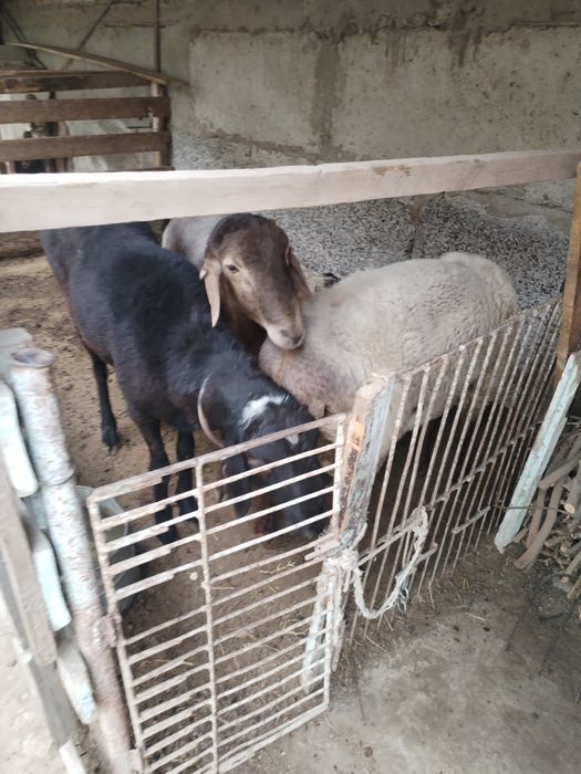 Куй, Кучкорлар сотилади, Бухоро