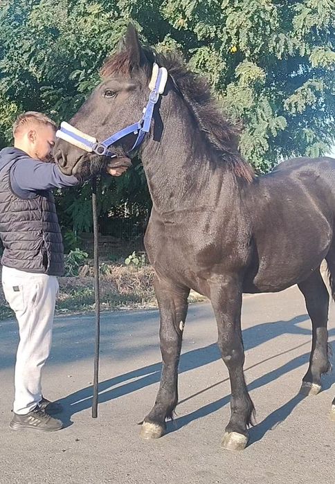 Manz negru greu 7 luni/Tata peste 1000kg