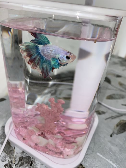 BETTA балығы аквариумымен бірге сатылады