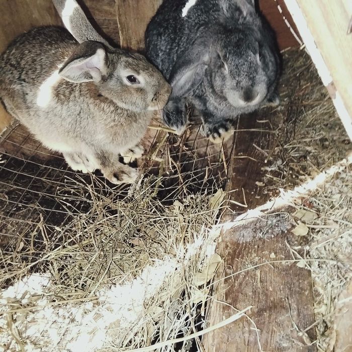Продам кроликов разных возвростов