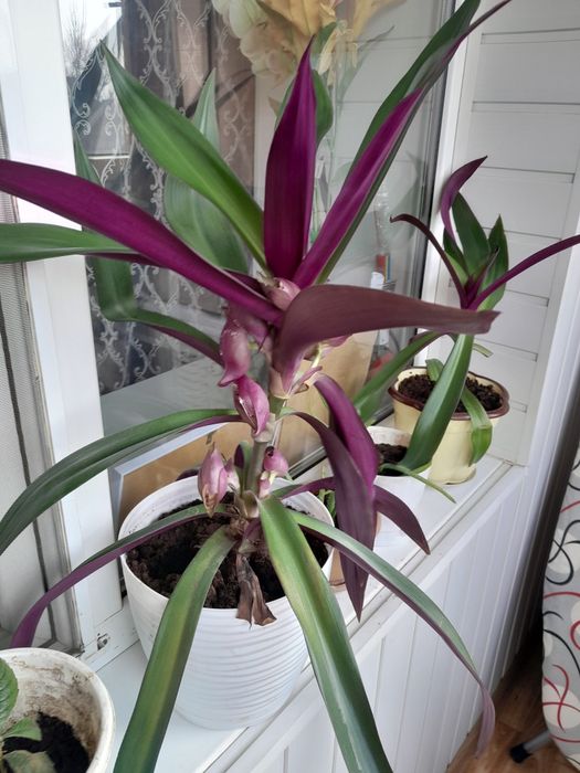 Продам Рея цветы комнатные