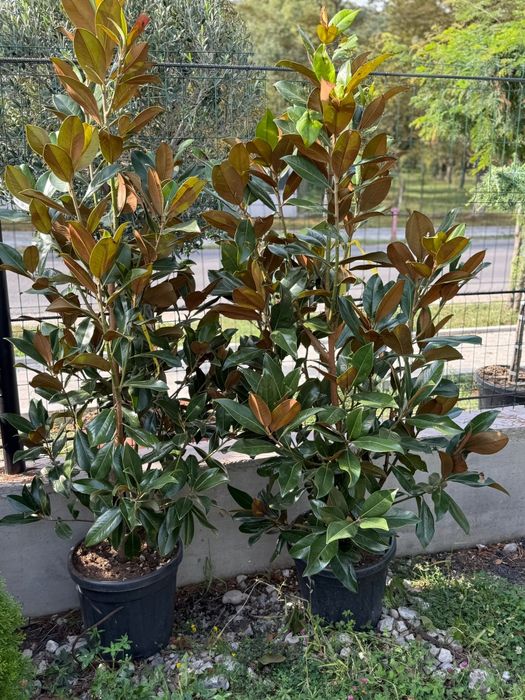 Plante Naturale din Pepiniera