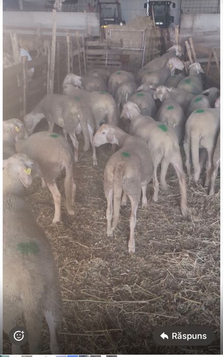 Vand berbecutii lacunii din mame bune de lapte