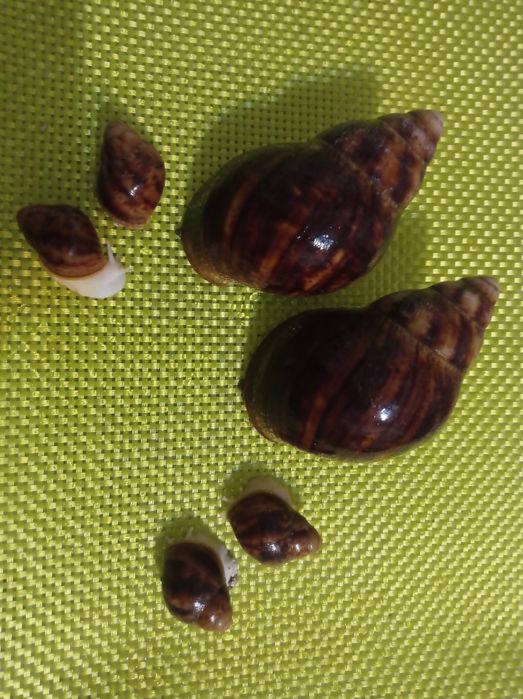 Улитки. Архахатина овум(альбиносы)