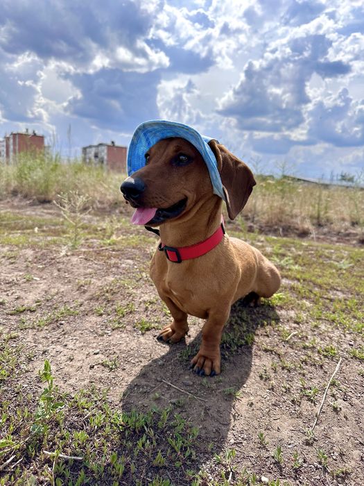 Случка, вязка с таксой, мальчик ищет девочку