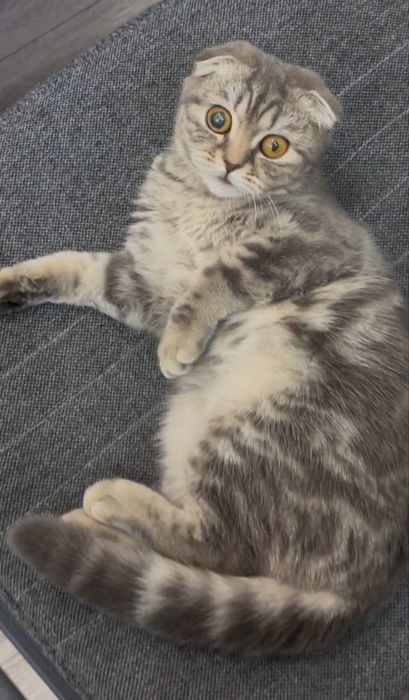Котенок шотландский