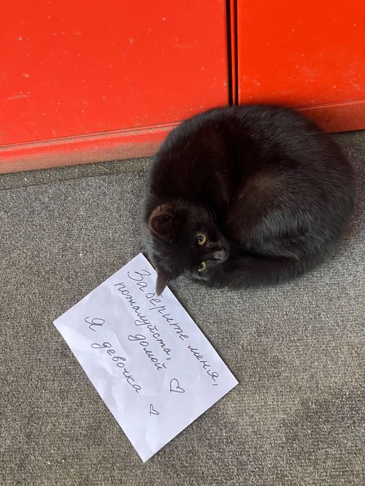 Молодая кошечка в добрые руки