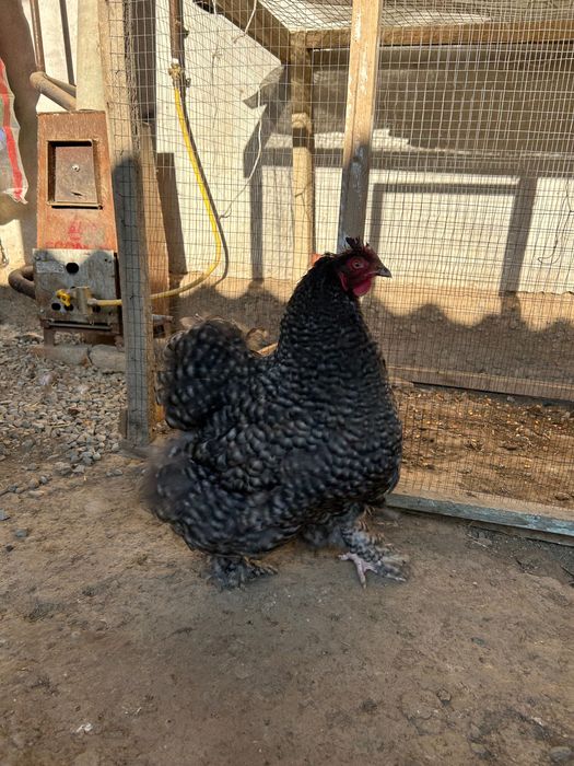 Пара Брама-Кох Петух с курицей