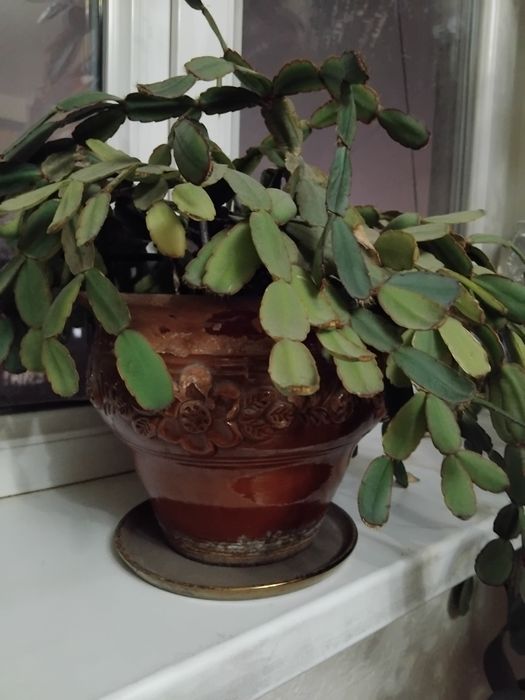 Комнатный цветок