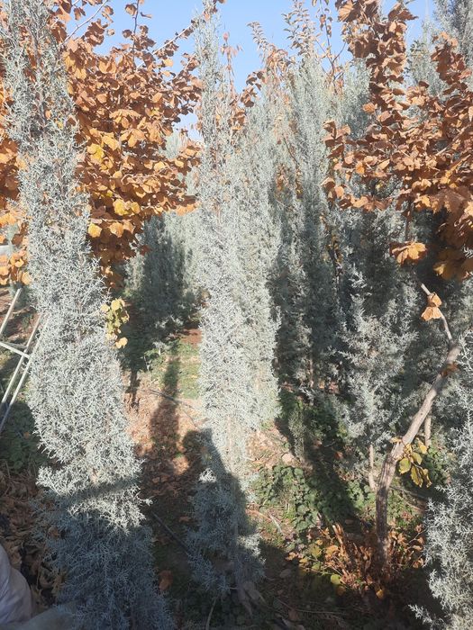 Аризониские кипарис .ИТАЛИЯ