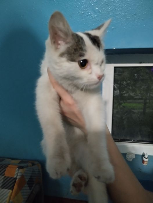 Котенка в добрые руки