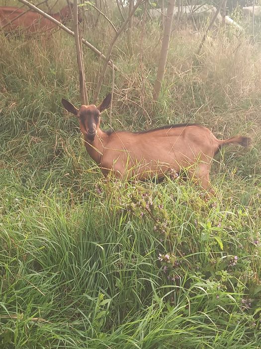 Țapi Alpina Franceza