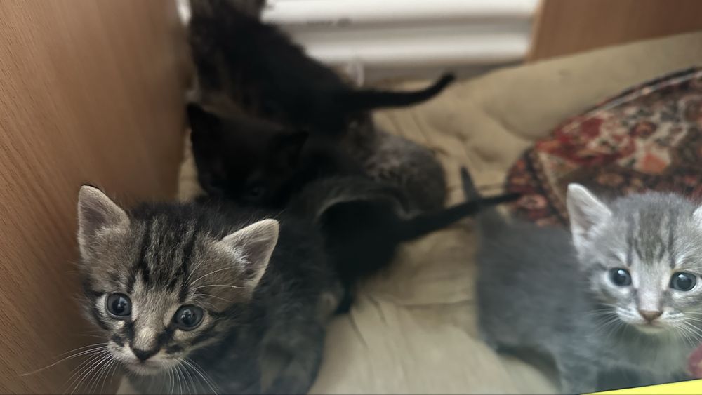 Котята бесплатно
