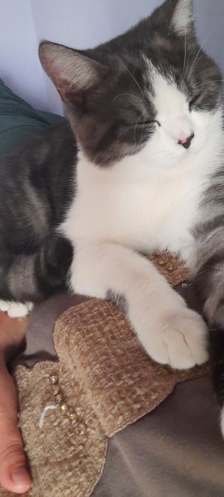 Вязка Шотландский скоттиш-страйт