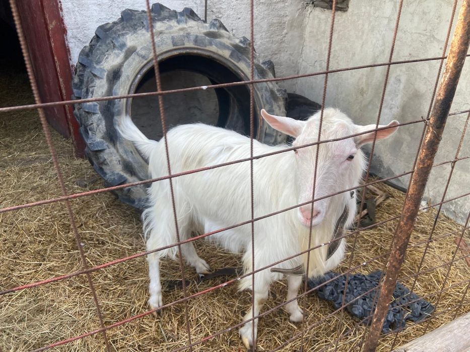 Tap reproducător 2 ani, Alpine/Saanen, foarte bun, iezi viguroși