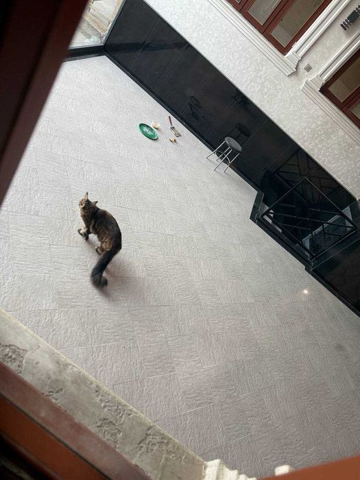 Роскошный крупный Мейн-кун в добрые руки. Верный друг и украшение дома