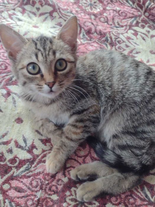 Отдам котят в добрые руки.