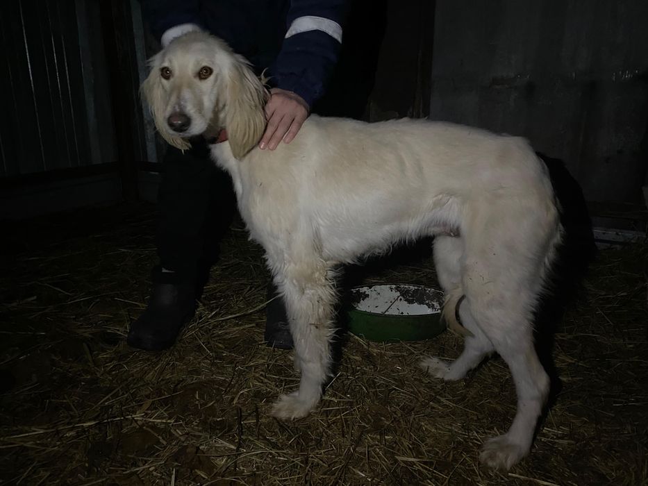 Продам Тазы тазы