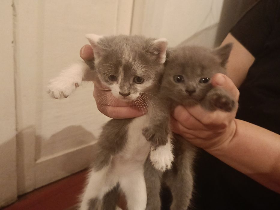 Котенок девочка ищет дом